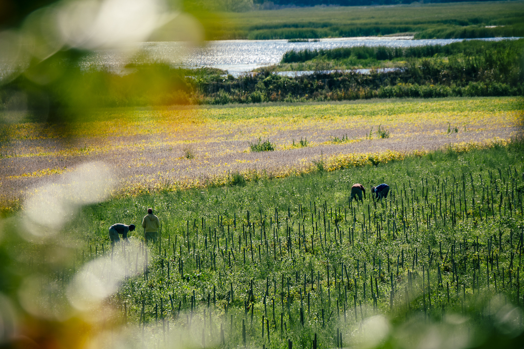 Migrant farm workers on the job.